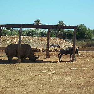 White Rhinoceros and Blue Wildebeest