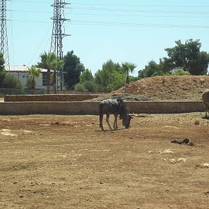 Blue Wildebeest and Common Eland