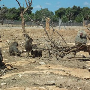 Group of Hamadryas Baboons.
