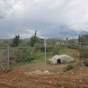 Grey Wolf Exhibit