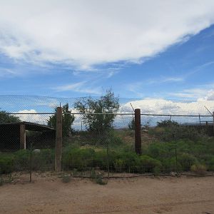 Bengal Tiger Exhibit