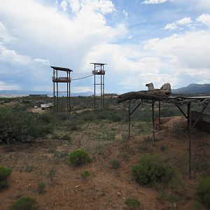 African Black Leopard Exhibit