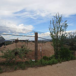 American Burro Exhibit
