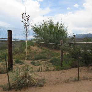 African Lion/White Tiger Exhibit