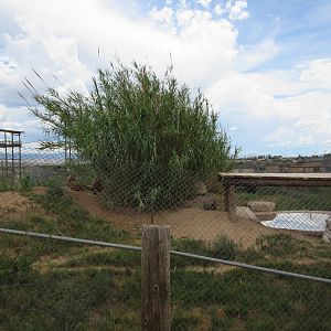 African Lion/White Tiger Exhibit