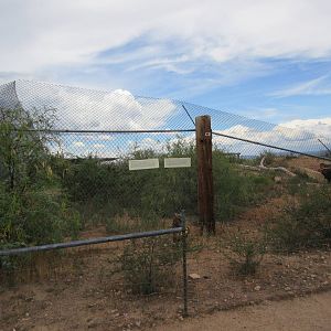 American Black Bear Exhibit