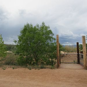 Spotted Hyena Exhibit