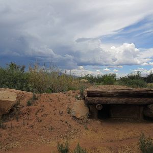 Spotted Hyena Exhibit