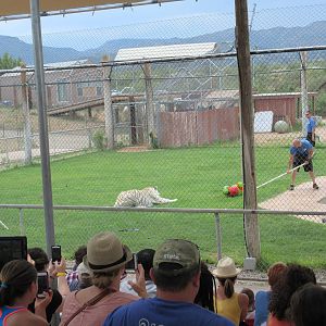 Tiger Splash Show