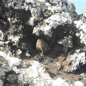 Short eared owl on Isabela Island