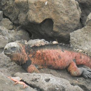 Marine iguanas