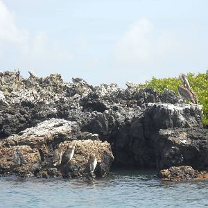 Gal?pagos penguins and Brown pelican