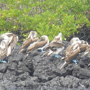 Blue footed boobies