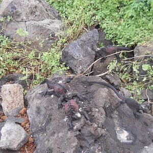 Marine iguanas
