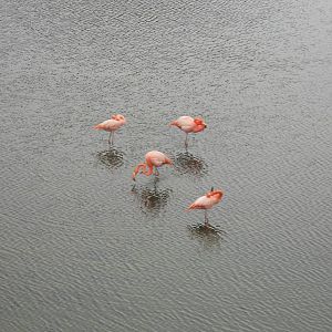 American flamingos