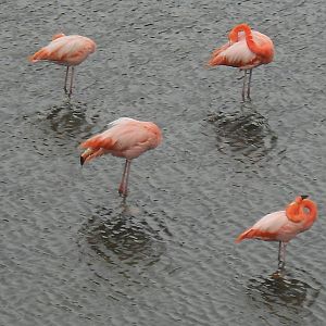 American flamingos