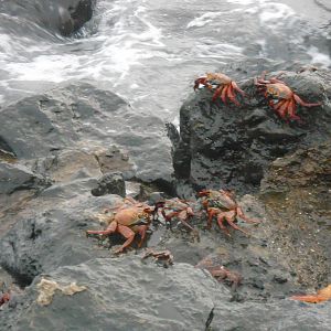 Sally Lightfoot Crabs