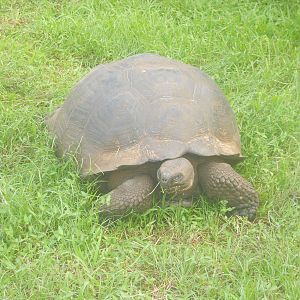 Gal?pagos tortoise