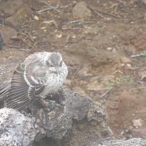 Mockingbird on Santa Cruz Island