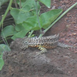 Lava lizard