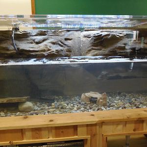 New Hellbender Exhibit