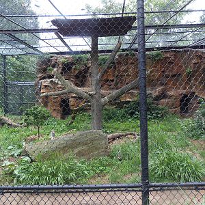Amur Leopard Exhibit #1