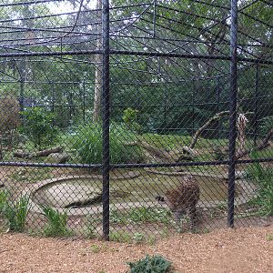 Amur Leopard Exhibit #2