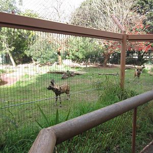 African Hunting Dog enclosure