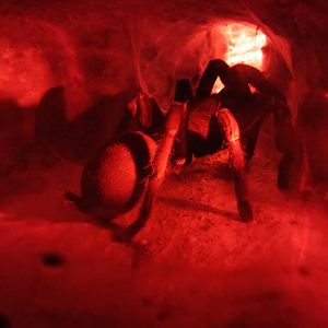 Australian Tarantula