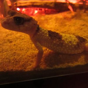 Banded Knob-tailed Gecko