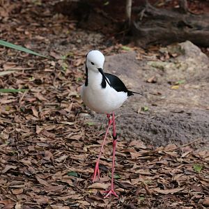 Black-winged Stilt