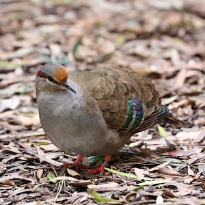Brush Bronzewing