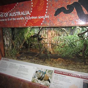 Southwest Carpet Python exhibit
