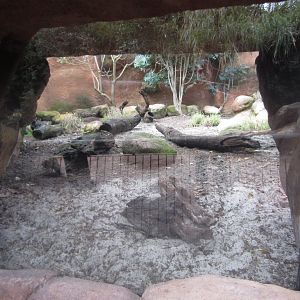 Fennec Exhibit