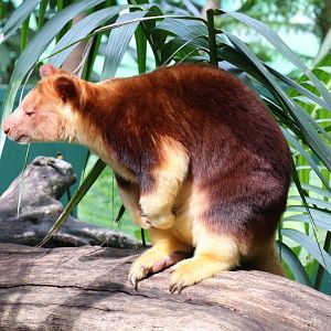 Goodfellow's Tree Kangaroo