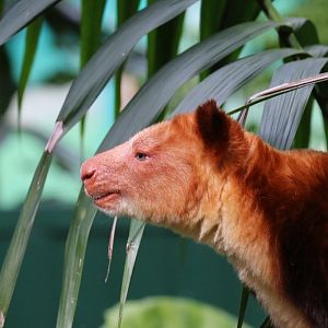 Goodfellow's Tree Kangaroo