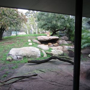 Lion enclosure
