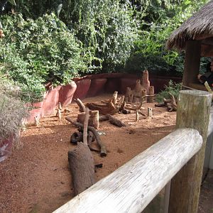 Meerkat viewing