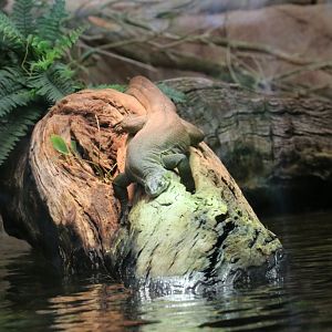 Mertens Water Monitor