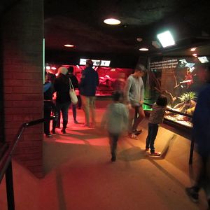 Nocturnal House interior