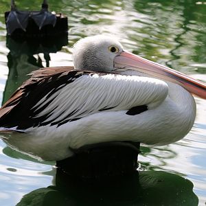 Australian Pelican
