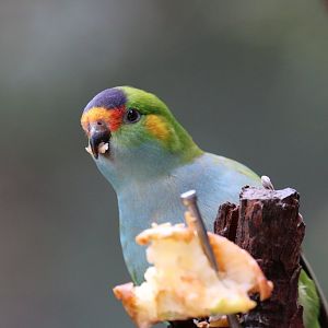 Purple-crowned Lorikeet