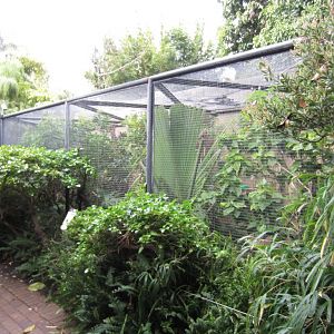 Pygmy Marmoset enclosure