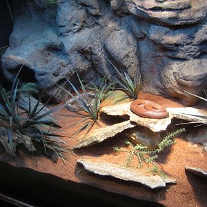 Pygmy Python exhibit