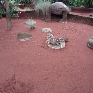 Radiated Tortoise exhibit