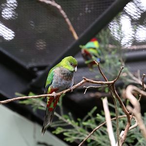Red-capped Parrot