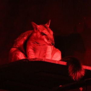 Short-eared Rock-wallaby