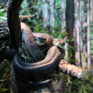 Southwest Carpet Python