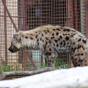 Spotted Hyena