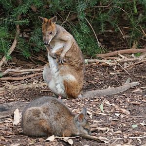 Tammar Wallaby and Pademelon